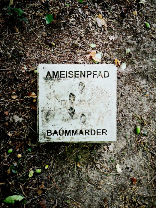 Das Bild zeigt einen Stein mit Ameisenpfad beschriftet sowie den Spuren eines Baummarders