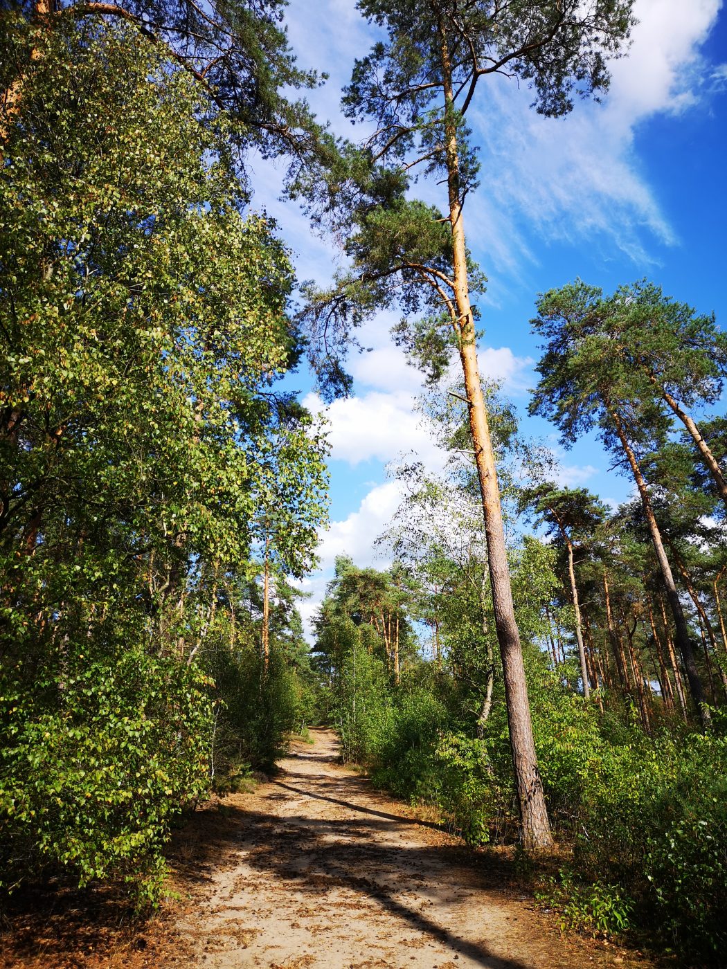 Das Bild zeigt einen Wanderweg