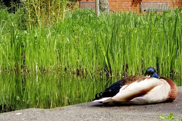 Das Bild zeigt eine Ente