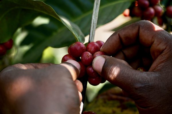 Das Foto zeigt die Samen der Kaffeefrucht bei der Ernte in Tansania