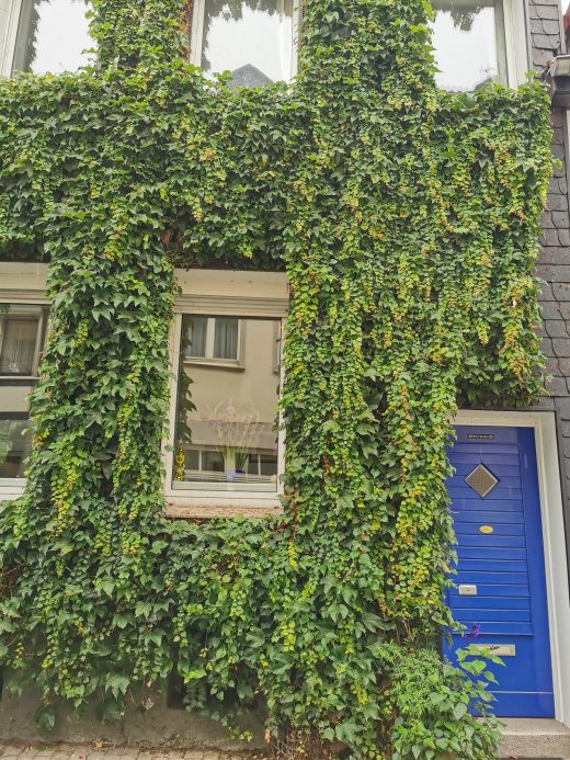 Das Foto zeigt eine mit Efeu bewachsene Häuserwand in der Altstadt von Essen-Werden