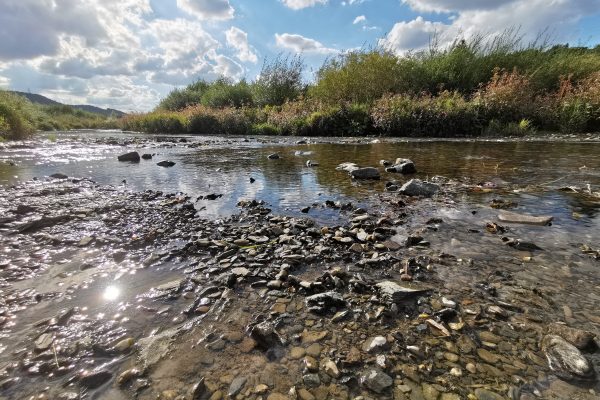 Das Foto zeigt einen Flachwasserbereich der renaturierten Ruhr in Bestwig