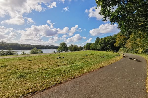 Das Foto zeigt Wildgänse am Kemnader See in Bochum