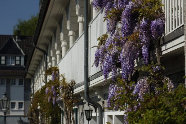 Das Bild zeigt die Gartenstadt Margarethenhöhe in Essen