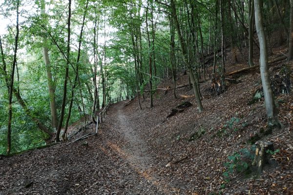 Das Foto zeigt ein Waldgebiet in Hattingen