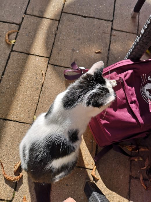 Das Foto zeigt eine Katze im Waldhaus Bochum