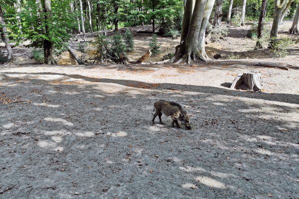 Das Foto zeigt Wildschweine im Weitmarer Holz in Bochum