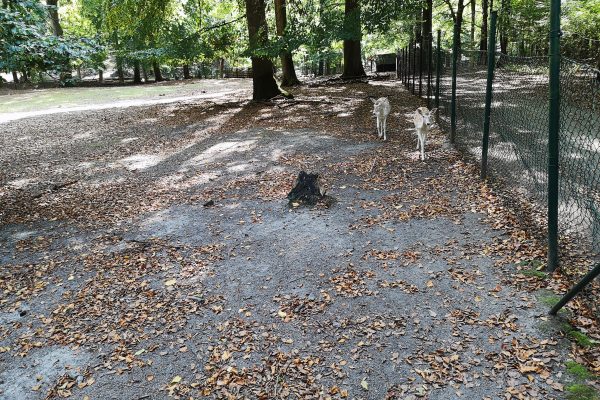 Das Foto zeigt Dammwild im Weitmarer Holz in Bochum