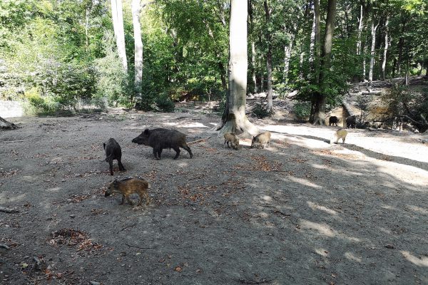 Das Foto zeigt Wildschweine im Weitmarer Holz in Bochum