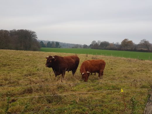 Das Bild zeigt zwei braune Rinder auf einer Wiese