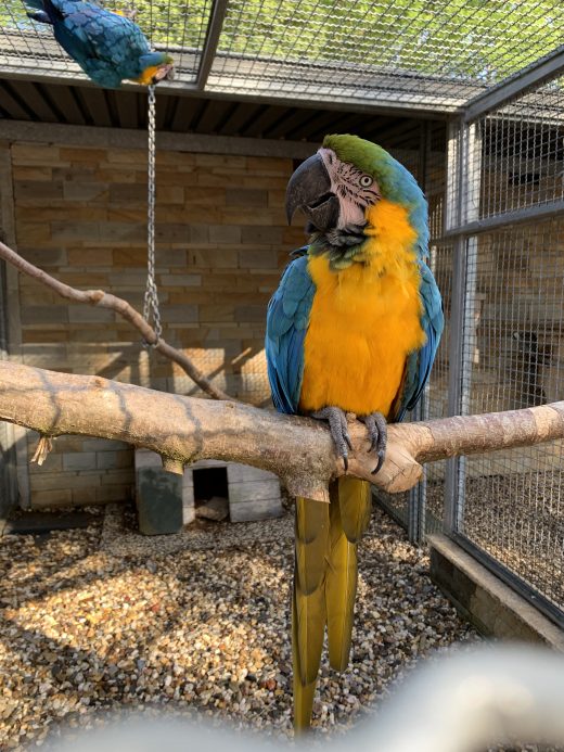 Das Foto zeigt einen Ara imi Grugapark Essen