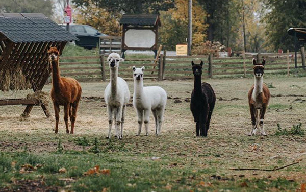 Das Foto zeigt die Alpakas des Hof Klöckers in Castrop-Rauxel