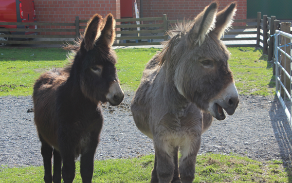 Das Foto zeigt die Esel des Hof Klöckers in Castrop-Rauxel