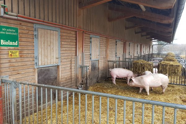 Das Foto zeigt die Schweine des Schultenhofs in Dortmund