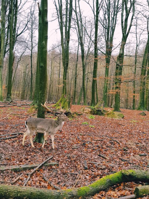 Das Foto zeigt Damwild im Süggelwald in Dortmund