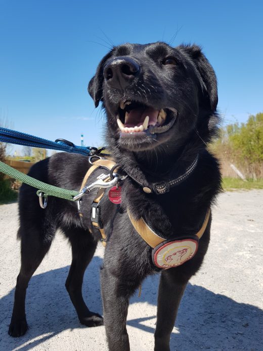 Das Foto zeigt einen Hund in Dortmund