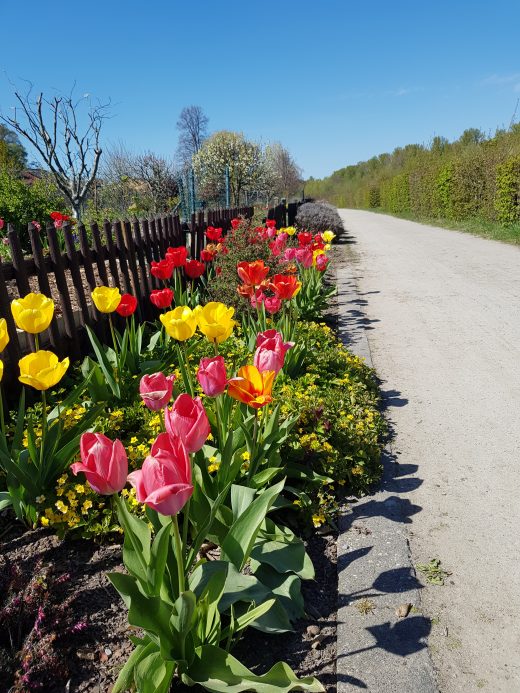 Das Foto zeigt Blumen am Rande des Emscherwegs in Dortmund