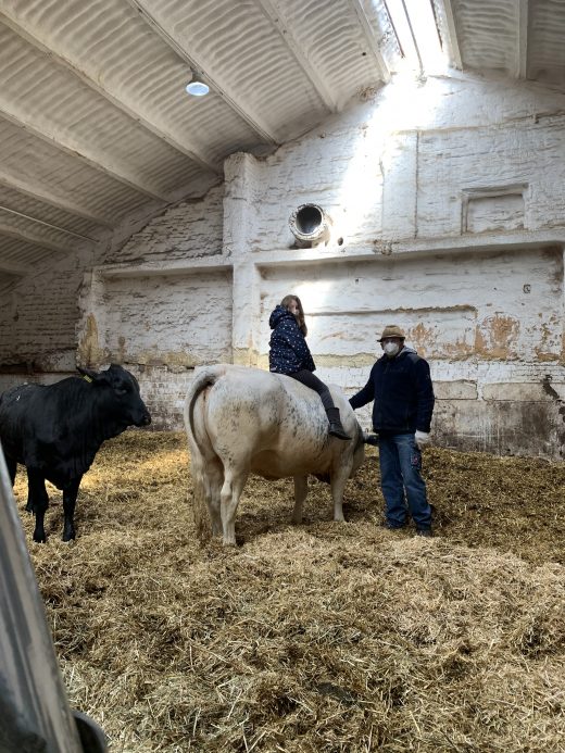 Das Foto zeigt Ninas Tochter auf einer Kuh auf dem Bauernhof Sagel in Bottrop-Kirchhellen