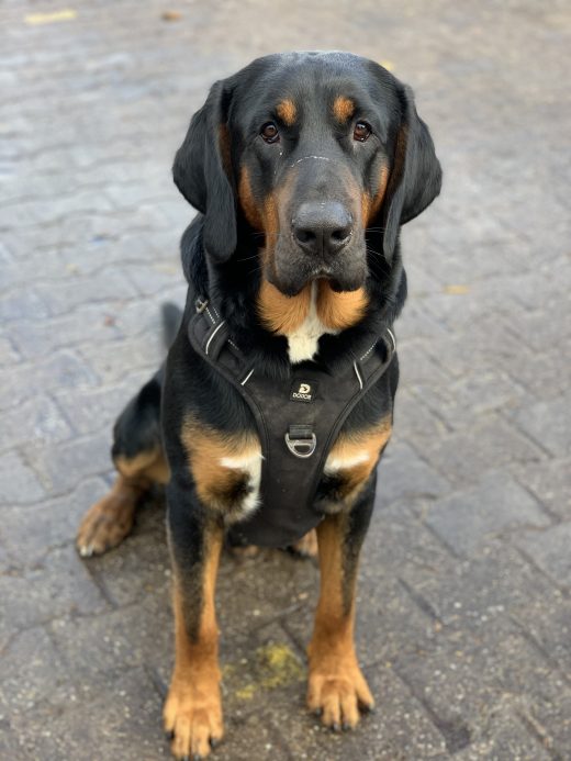 Das Foto zeigt den Hofhund Purzel des Bauernhofs Sagel in Bottrop-Kirchhellen