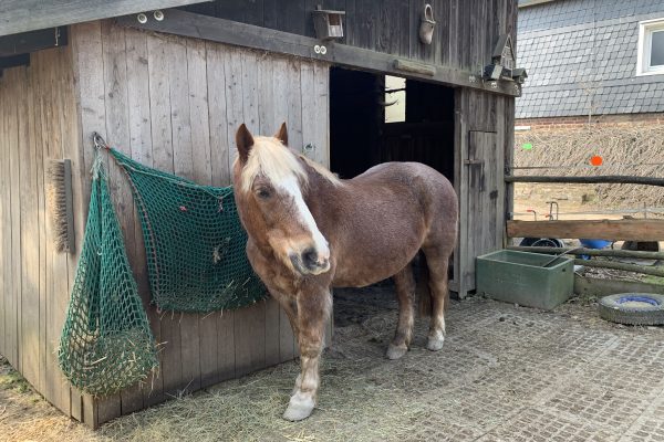 Das Foto zeigt den Pferdeopi Pierre auf dem Begegnungshof in der Espe mitten in der Elfringhauser Schweiz