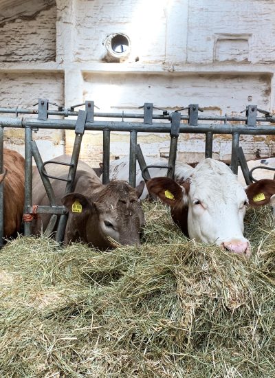 Das Foto zeigt Kühe auf dem Bauernhof Sagel in Bottrop-Kirchhellen