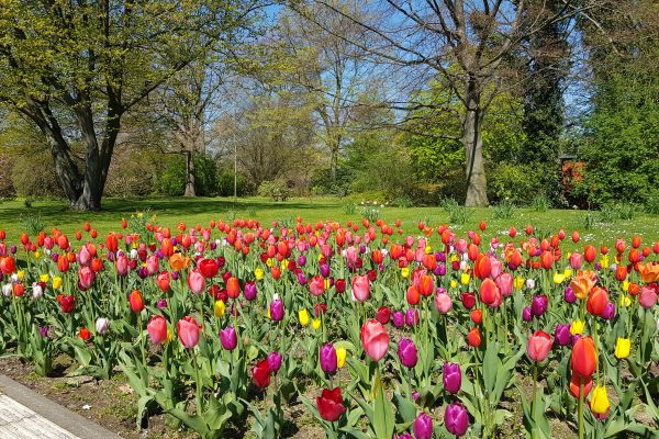 Das Foto zeigt Tulpen im Grugapark in Essen