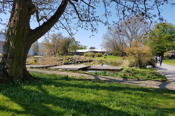 Das Foto zeigt einen Baum und Wasser im Grugapark in Essen