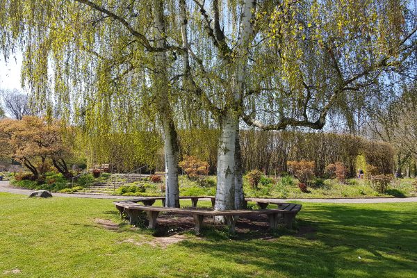 Das Foto zeigt einen Baum mit Bänken im Grugapark Essen - ein perfekter Ort für ein Picknick im Ruhrgebiet