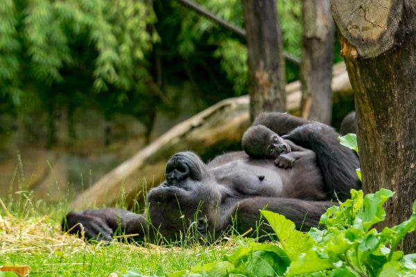 Das Bild zeigt Gorillas im Zoo Duisburg