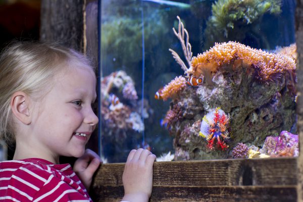 Das Bild zeigt ein Mädchen vor einem Aquarium im SEA Life Oberhausen