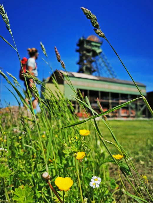 Das Foto zeigt die blühende Natur auf der Zeche Westfalen in Ahlen