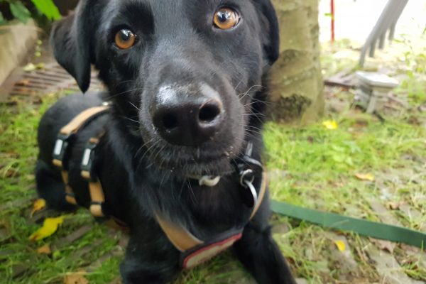 Das Foto zeigt Melissas Hund im Hinterhof der Eisdiele Kugelpudel in Dortmund