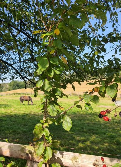 Das Foto zeigt eine idyllische Aussicht auf dem Kettwiger Panoramasteig