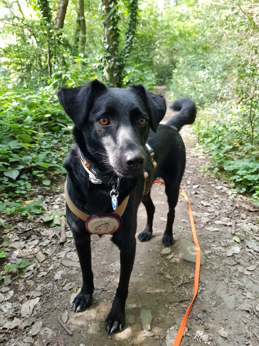 Das Foto zeigt Melissas Hund auf dem Kettwiger Panoramasteig