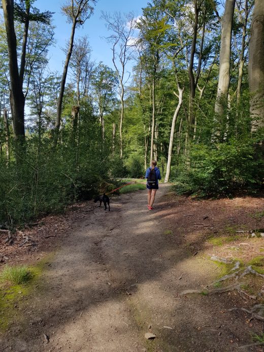 Das Foto zeigt ein Teilstück des Kettwiger Panoramasteigs im Wald