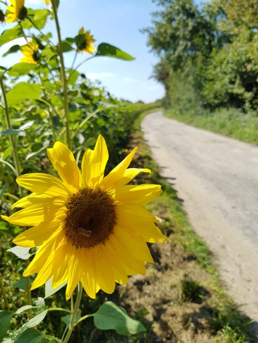 Das Foto zeigt Sonnenblumen auf dem Kettwiger Panoramasteig