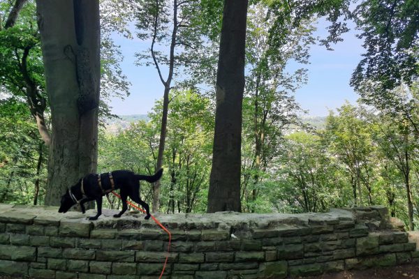 Das Foto zeigt Melissas Hund auf dem Kettwiger Panoramasteig