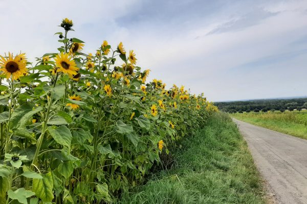 Das Foto zeigt ein Sonnenblumenfeld