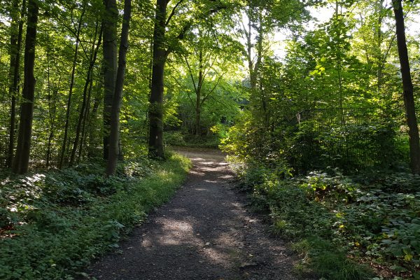 Das Foto zeigt ein Stück des Kettwiger Panoramasteigs, das durch den Wald führt