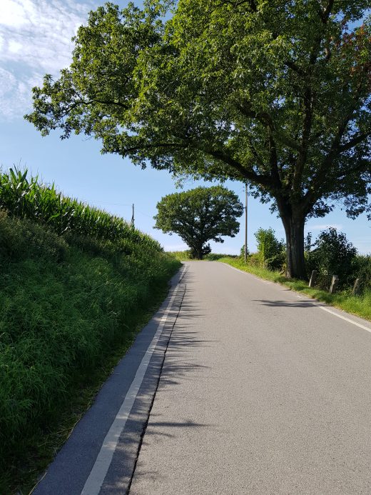 Das Foto zeigt Bäume an der Straße bei einer Wanderung auf dem Kettwiger Panoramasteig