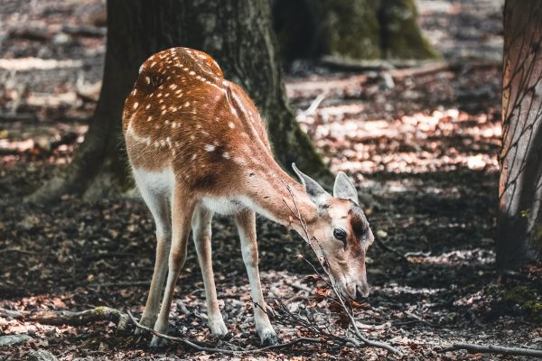 Das Foto zeigt ein Reh im Wildgehege von Dortmund