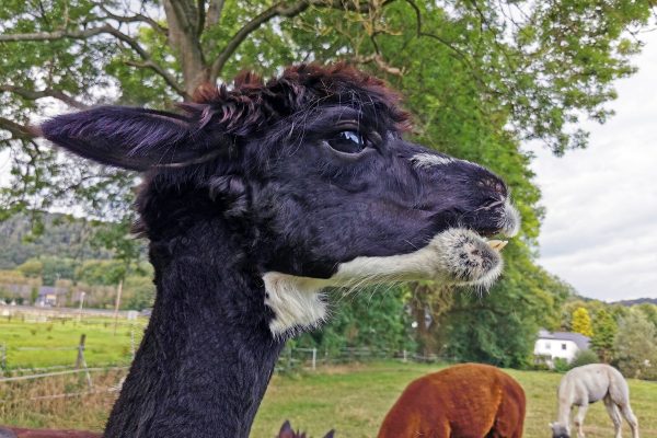 Das Foto zeigt das Alpaka Domino von den Hügelland Alpakas in Hattingen