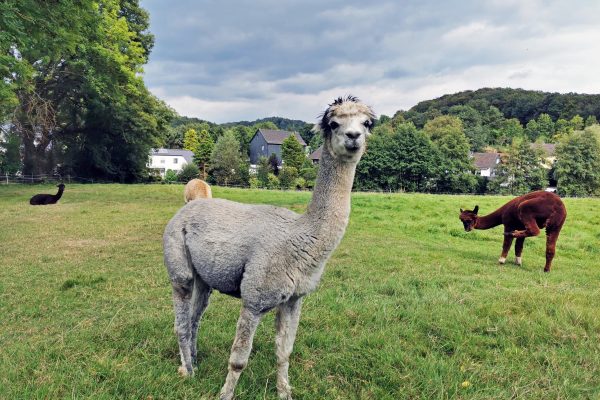 Das Foto zeigt das Alpaka Split von den Hügelland Alpakas in Hattingen