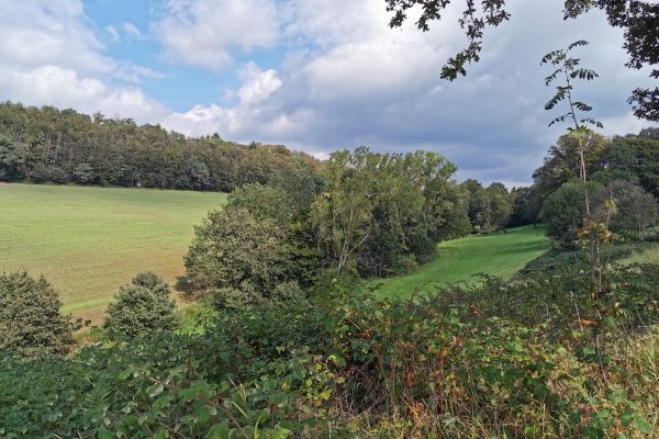 Das Foto zeigt grüne Felder in Sprockhövel bei der Wanderung von Hattingen nach Sprockhövel