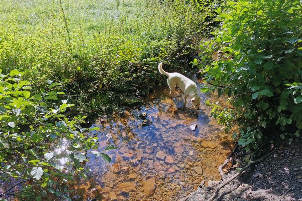 Das Foto zeigt Hund Theo im Paasbach in Sprockhövel