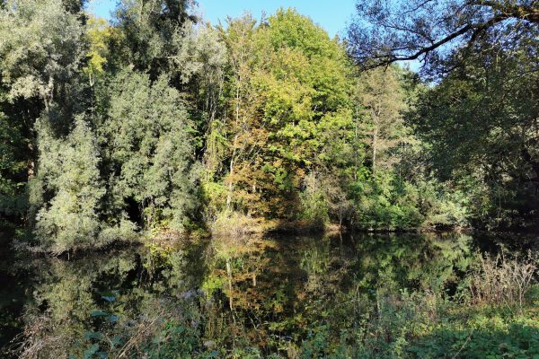 Das Foto zeigt die Grummer Teiche in Bochum im Herbst