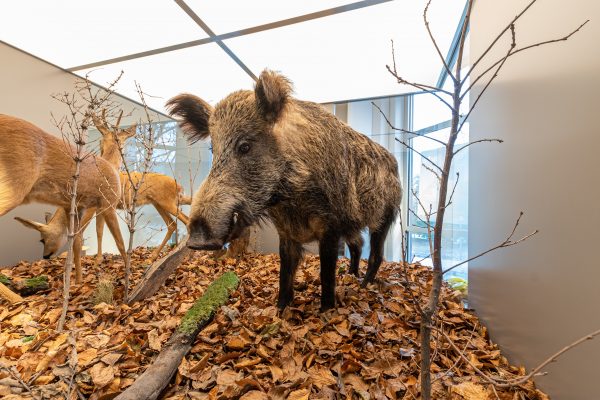Das Foto zeigt ein Wildschwein im Naturmuseum Dortmund
