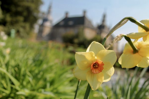 Das Bild zeigt eine Osterglocke vor dem Schloss Lembeck in Dorsten