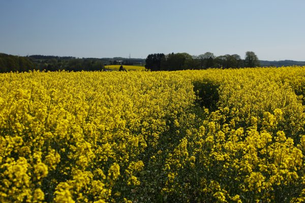 Das Foto zeigt ein knallig Gelbes Rapsfeld in Ennepetal