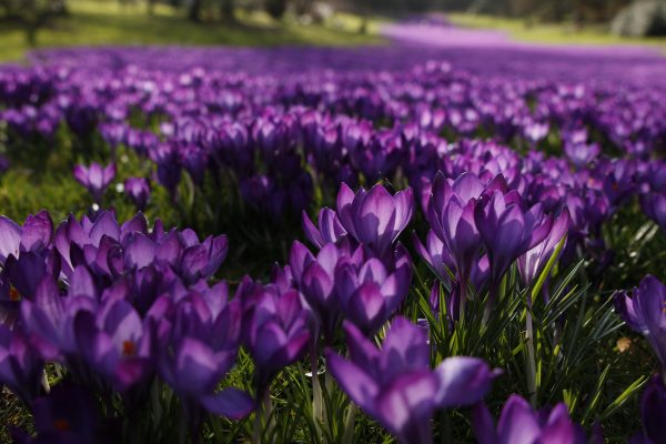 Das Foto zeigt leuchtend violette Krokusse im Rombergpark in Dortmund